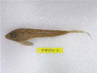 藏品(長崎斜棘(魚銜))的圖片